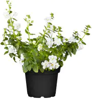 Schneeflockenblume Bacopa H 15 cm 10,5 cm Topf