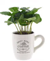 Kaffeepflanze Coffea Arabica 9 cm Topf
