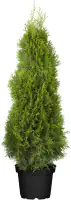 Lebensbaum Smaragd Thuja occidentalis H 80 - 100 cm 7,5 L Container