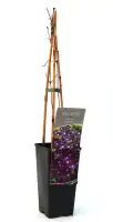 Waldrebe Clematis lila H 40 - 60 cm 2 L Eckcontainer