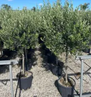 Olea europaea Cipressino, Olivenbaum 36cm Topf