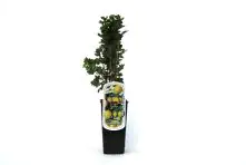 Obststrauch Stachelbeere H ca 45 cm 2 L Container