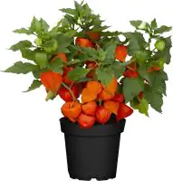 Lampionblume Physalis alkekengi var. Franchetii 13 cm Topf