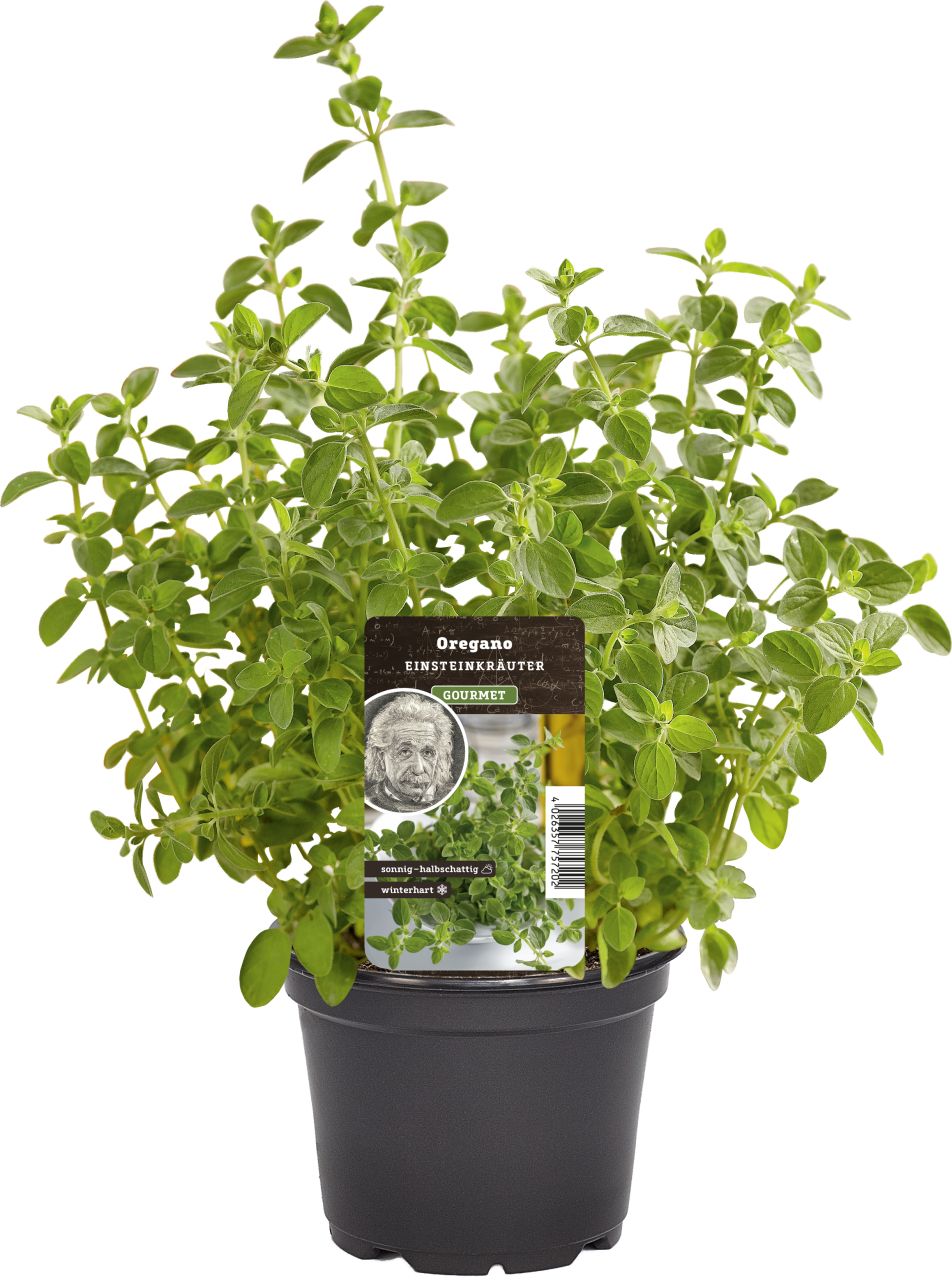 Pflanzen Einsteinkräuter – Oregano vulgare 12 cm Topf GLO684104412