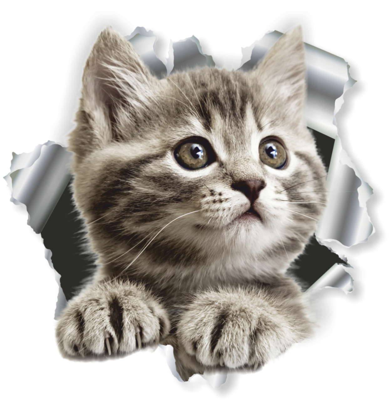 Hermann Schütz Aufkleber Einschussloch Katze GLO680201750