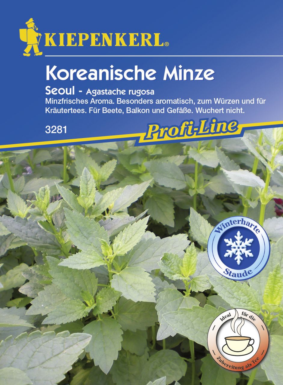 Kiepenkerl Koreanische Minze Seoul - 10 Töpfe GLO693108989