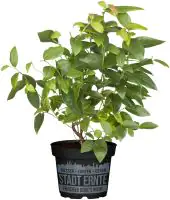 Blaubeerstrauch Vaccinium Little Blue Wonder Stadt Ernte H ca 20 cm 17 cm Topf