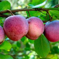Olivenbaum Olea Europaea Arbequina H ca 160 cm 35 cm Topf kaufen | Globus  Baumarkt