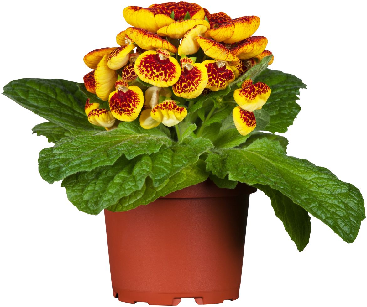 Calceolaria Integrifolia Pantoffelblume 10 cm Topf kaufen Globus Baumarkt