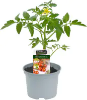 Cherrytomate rot 10,5 cm Topf