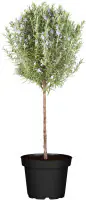 Rosmarin Stamm 19 cm Topf
