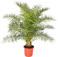 Dattelpalme 160-180 cm 30 cm Topf