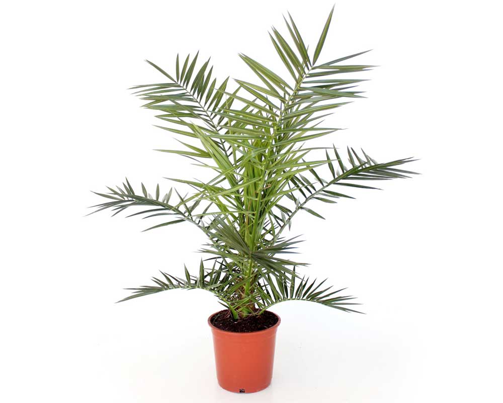 Pflanzen Dattelpalme Phoenix canariensis H 80-90 cm 20 cm Topf GLO684102279