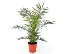 Dattelpalme Phoenix Canariensis H ca. 80-90 cm 20 cm Topf