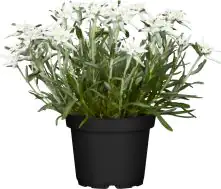 Edelweiß Leontopodium H ca 20 cm 13 cm Topf