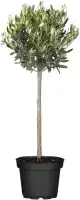 Olea Europaea Olivenbaum 90 cm 19 cm Topf 
