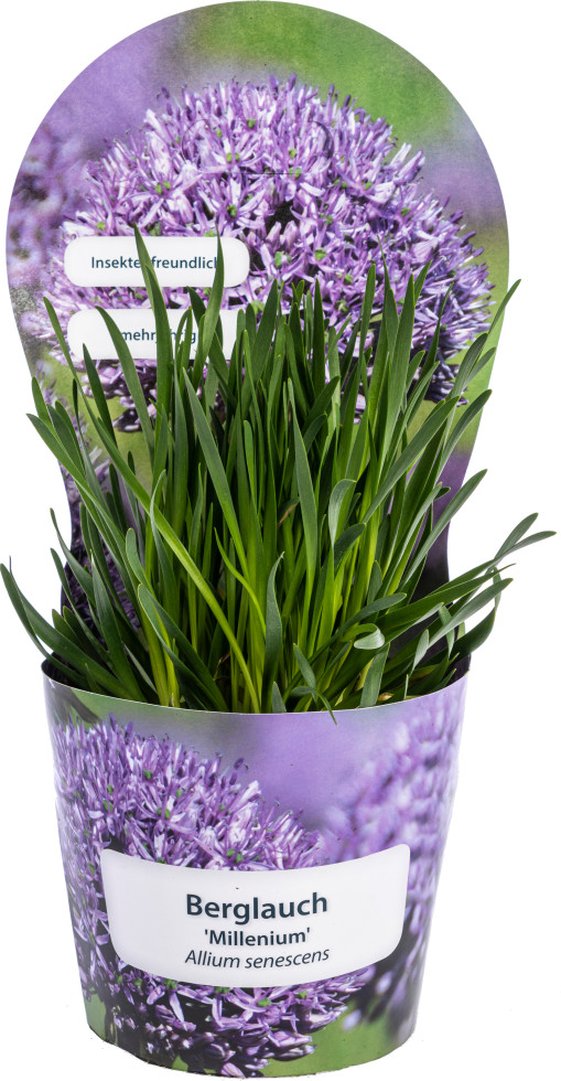 Zierlauch Allium senescens 'Millenium' H 30 40 cm 19 cm Topf kaufen