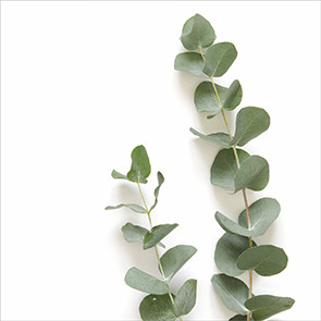 Servietten Eukalyptus weiß 25 x 25 cm 20 Stück