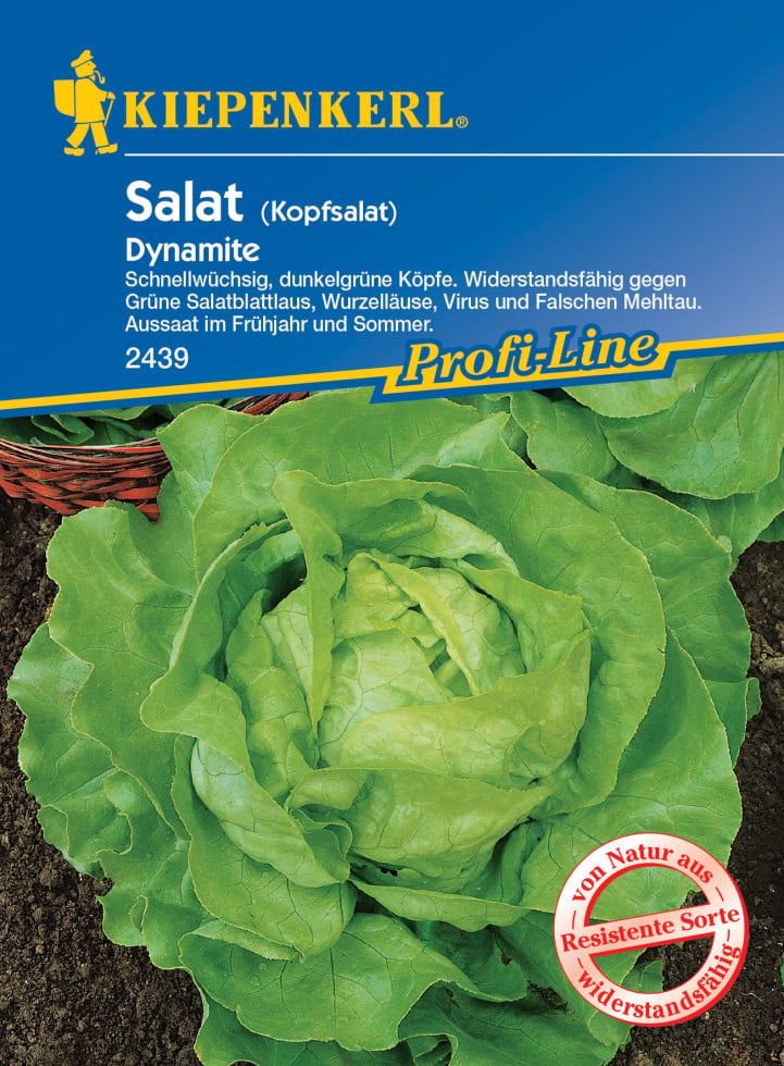 Kiepenkerl Kopfsalat Dynamite